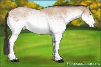 Horse Color:White Spotted Amber Champagne 