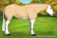 Horse Color:Silver Buckskin Roan Splash