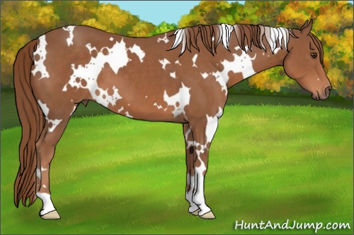 Horse Color: White Spotted Chestnut 
