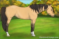Horse Color:Buckskin Dun