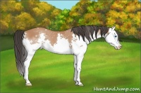 Horse Color:Bay Splash 