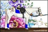 Horse Color:Bay Splash Appaloosa 