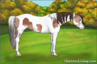 Horse Color:Bay Splash Tobiano