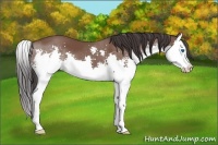 Horse Color:Bay Splash 