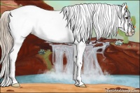 Horse Color:Chocolate Palomino Roan Frame Appaloosa 