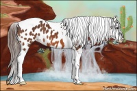 Horse Color:Bay Tobiano Near Leopard 