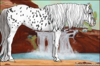 Horse Color:Black Appaloosa