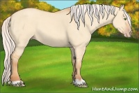 Horse Color:Silver Amber Champagne Dun 