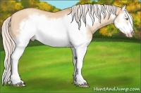 Horse Color:Silver Amber Champagne Dun Splash Frame 