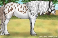 Horse Color:Chestnut Splash Appaloosa 