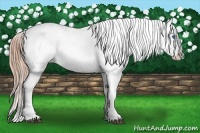 Horse Color:Chestnut Splash Tobiano Appaloosa 