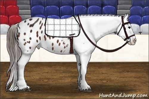 Horse Color: Bay Splash Blanket 