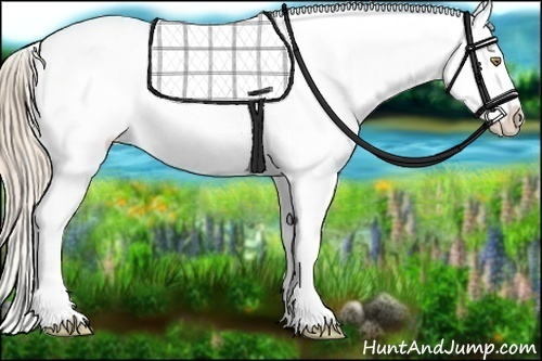 Horse Color: Gold Champagne Splash Snowcap 