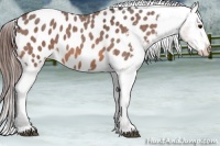 Horse Color:Bay Roan Near Leopard 