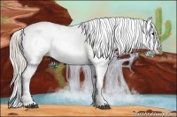 Horse Color:Silver Bay Appaloosa 