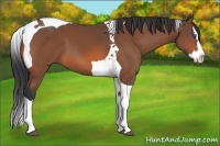 Horse Color:Bay Splash Tobiano 