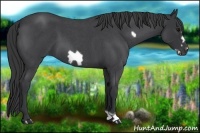 Horse Color:Blue Roan Frame 