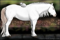 Horse Color:Red Dun Roan Splash Appaloosa 