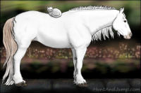Horse Color:Red Roan Splash Appaloosa 