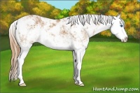 Horse Color:Chestnut Sabino Splash 