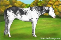 Horse Color:White Spotted Black Sabino Splash 