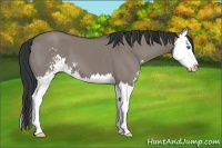 Horse Color:Grullo Sabino Splash 