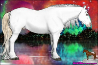 Horse Color:Buckskin Roan Appaloosa