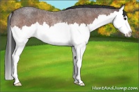 Horse Color:Bay Roan Splash Rabicano 