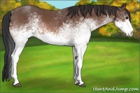 Horse Color:White Spotted Brown Roan
