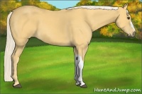 Horse Color:Palomino 