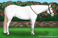 Horse Color:Bay Roan Dun Appaloosa 