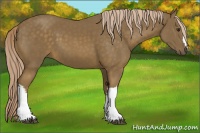 Horse Color:Chocolate Palomino