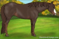 Horse Color:Liver Chestnut 