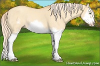 Horse Color:White Spotted Gold Cream Champagne Dun Splash Frame Rabicano 