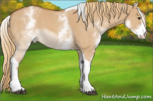 Horse Color: White Spotted Red Dun Tobiano 