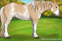 Horse Color:White Spotted Red Dun Tobiano
