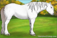 Horse Color:Gray White Spotted Chestnut 