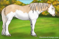 Horse Color:Gold Cream Champagne Roan Splash Frame 