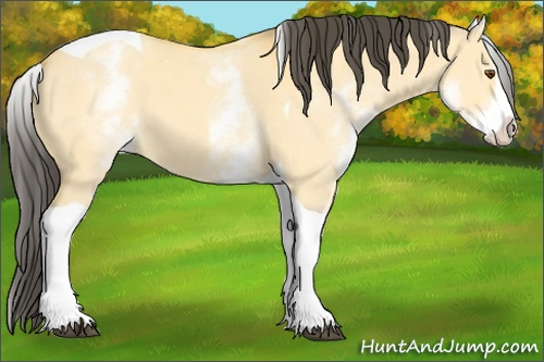 Horse Color: White Spotted Buckskin Dun Splash Tobiano 