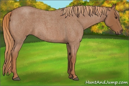 Horse Color: Red Roan 