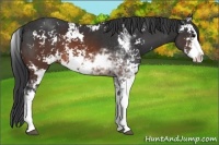 Horse Color:Brown Sabino 