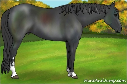 Horse Color: Black Sabino 
