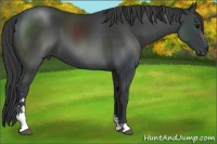 Horse Color:Black Sabino 