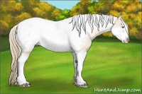 Horse Color:Perlino Tobiano Frame Rabicano 