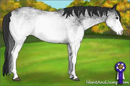Horse Color: White Spotted Black 