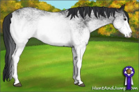 Horse Color:White Spotted Black 