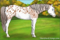 Horse Color:Bay Splash Appaloosa 