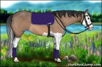 Horse Color:Bay Dun Splash 