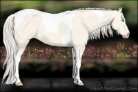 Horse Color:Cremello Dun Tobiano 