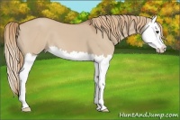 Horse Color:Red Dun Splash 